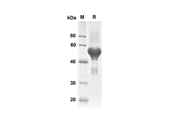 Валидация Elabscience PDMH100242(865)