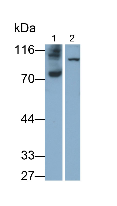 30875