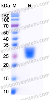 EHD72102, SDS-PAGE