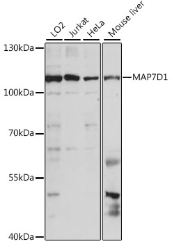 Валидация Elabscience E-AB-91319