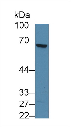 12404