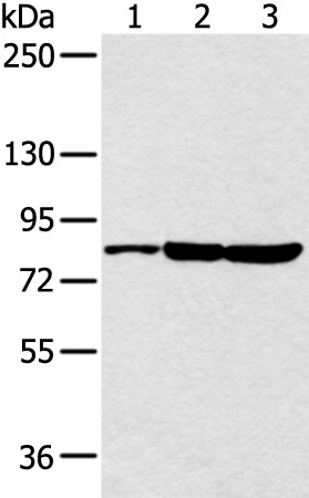 Валидация Elabscience E-AB-53387