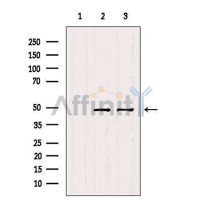 Валидация Affinity DF2553 - 13218