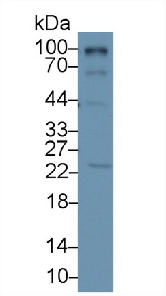 13362
