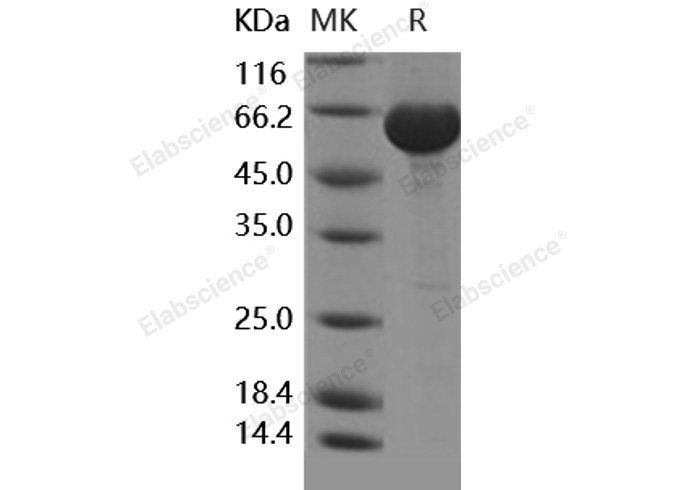 Валидация Elabscience PKSH031715(2355)