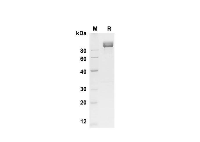Валидация Elabscience PDMM100160(1120)