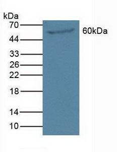 5319