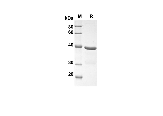 Валидация Elabscience PDEH100518(34)