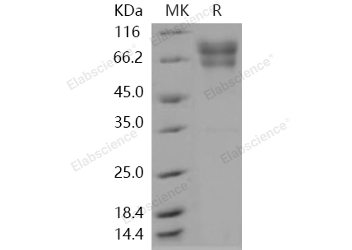 Валидация Elabscience PKSH031109(1890)