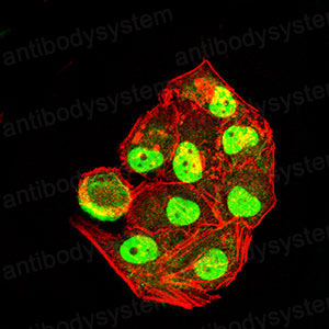 Валидация IF - AntibodySystem RHA19201