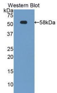 49397