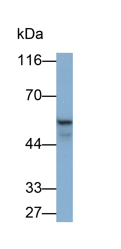 25487