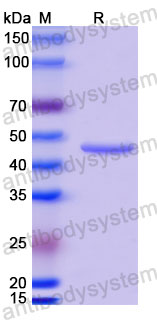 Валидация SDS-PAGE - AntibodySystem RVV13404