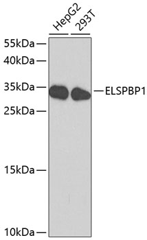 Валидация Elabscience E-AB-60642