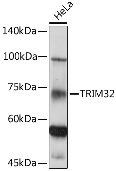 Валидация Elabscience E-AB-92755