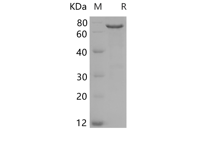 Валидация Elabscience PDEH100698(173)