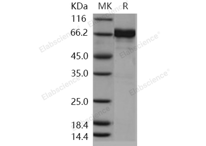 Валидация Elabscience PKSH030354(1292)