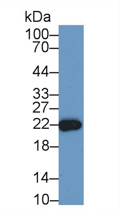 13068