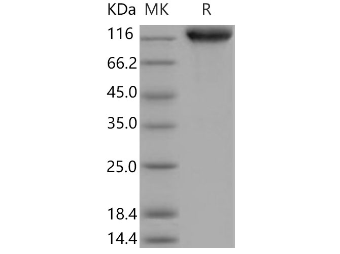 Валидация Elabscience PKSM040684(4664)