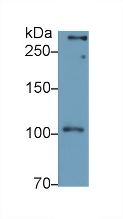 26730