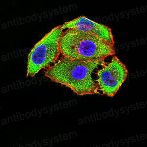 Валидация IF - AntibodySystem RHE33003