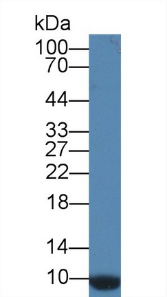 8585
