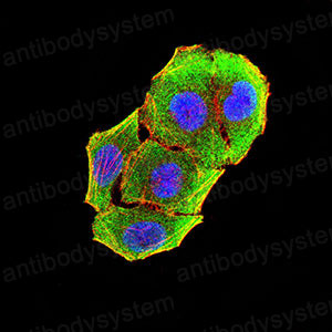 Валидация IF - AntibodySystem RHA57702
