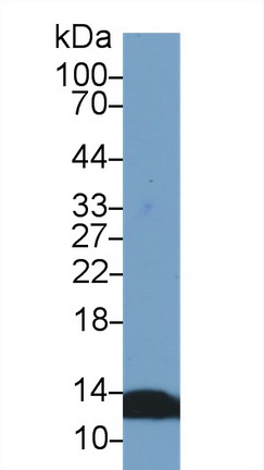 13666