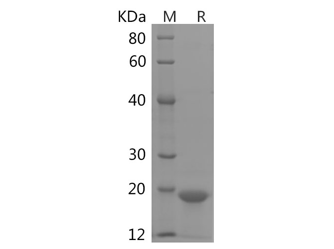Валидация Elabscience PDEH100877(310)