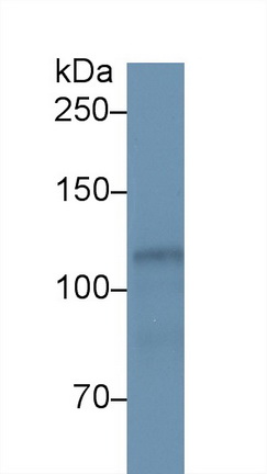 13216