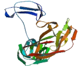Podocalyxin (PCX)