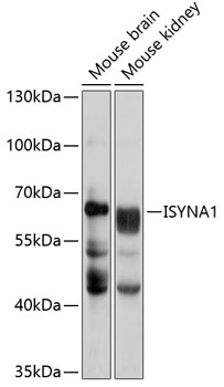 Валидация Elabscience E-AB-92924