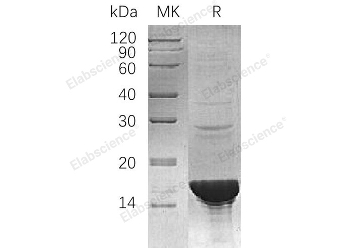 Валидация Elabscience PKSH033179(3532)