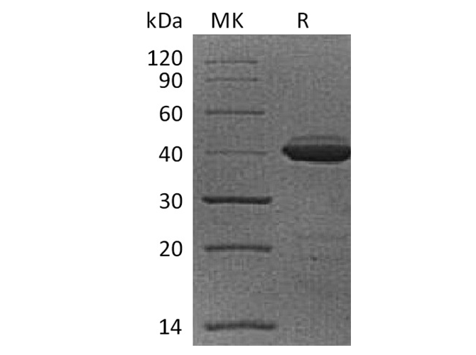 Валидация Elabscience PKSQ050039(5410)
