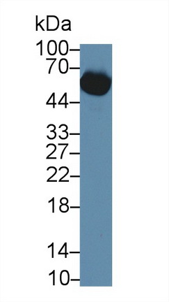62721