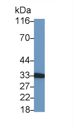 23370