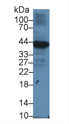 9737