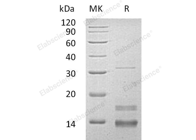 Валидация Elabscience PKSH032112(2653)