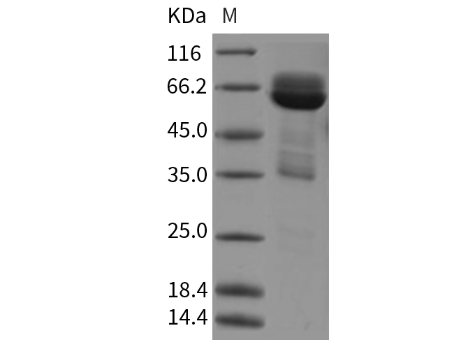 Валидация Elabscience PKSR030311(5655)