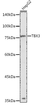 Валидация Elabscience E-AB-92573