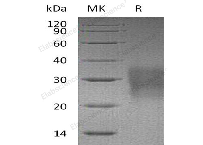 Валидация Elabscience PKSM040905(4853)
