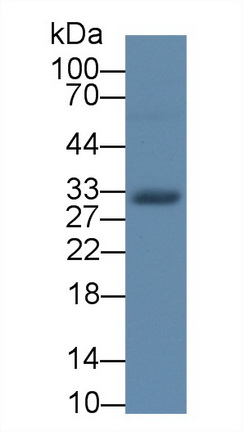 60447