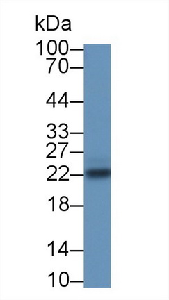 9300