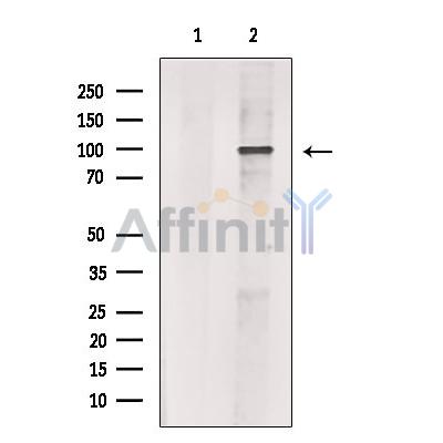 Валидация Affinity DF13501 - 8888