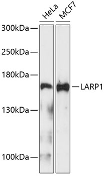 Валидация Elabscience E-AB-65483