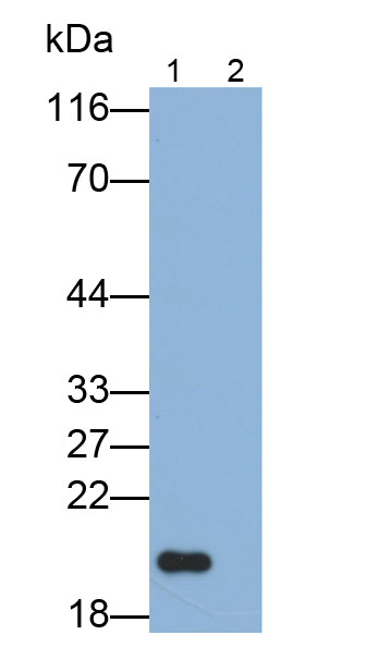 33298