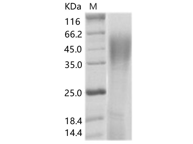 Валидация Elabscience PKSV030256(6023)