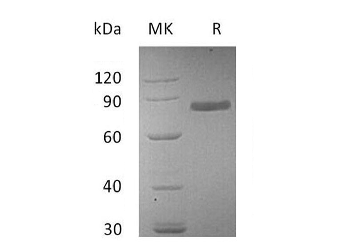 Валидация Elabscience PKSH033385(3715)