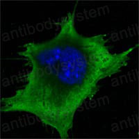 Валидация IF - AntibodySystem RHB86005