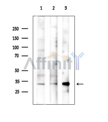 Валидация Affinity DF14021 - 9782